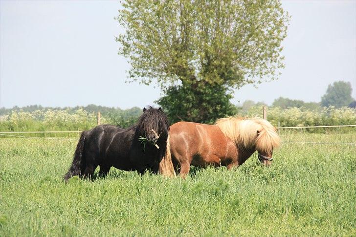 Shetlænder Søndergårds Mac billede 13