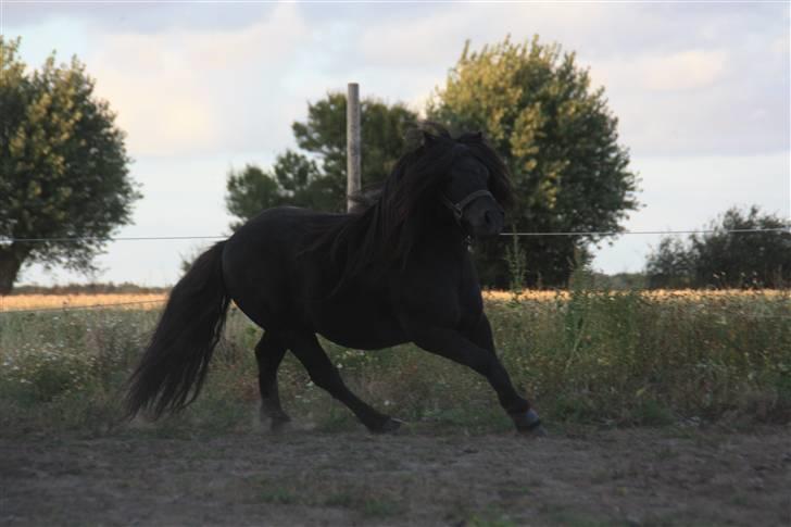 Shetlænder Søndergårds Mac - Fuld galop ! billede 14