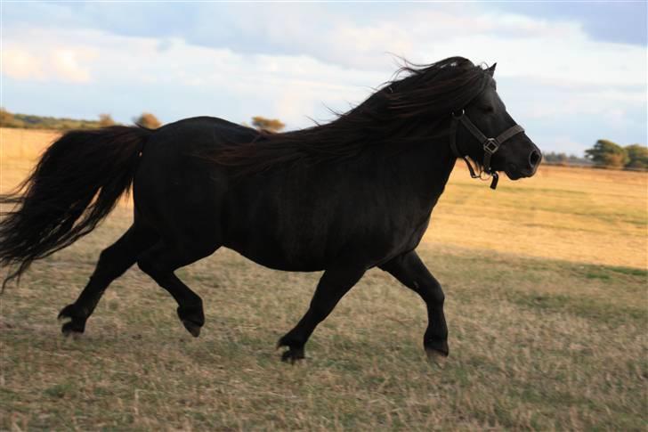 Shetlænder Søndergårds Mac - I super trav, ude på folden :b  billede 15