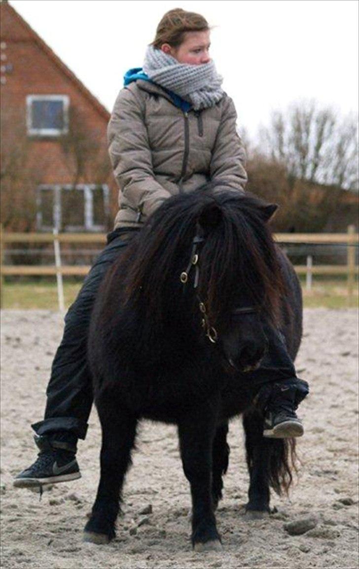 Shetlænder Søndergårds Malou - Malou og jeg i januar :) Foto: Joan Bækkeskov  billede 16