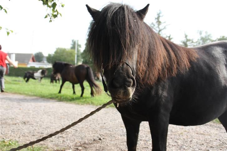 Shetlænder Søndergårds Malou - mums (: billede 17