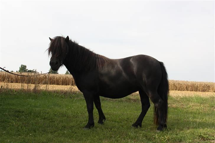 Shetlænder Søndergårds Malou billede 18