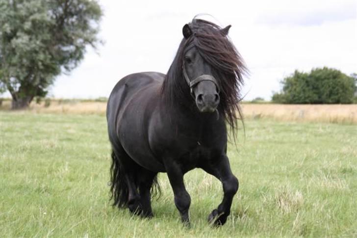 Shetlænder Søndergårds Mac - Mac på folden sommer 2009  billede 16