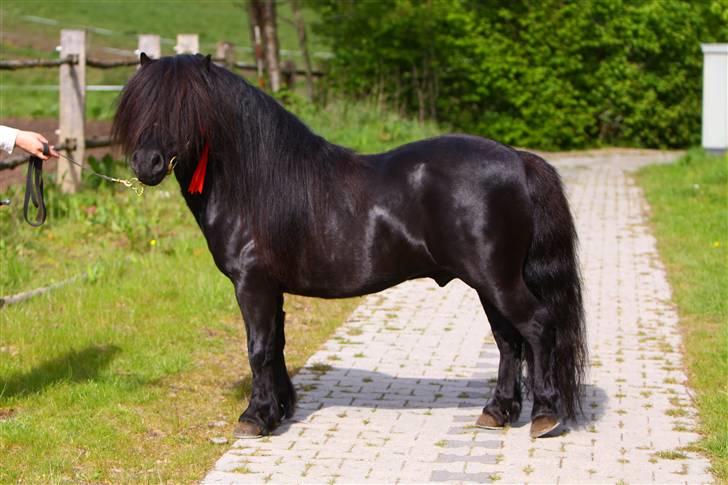 Shetlænder Søndergårds Mac - Mac hingstekåring 2009 :D Foto: Lfoto.dk billede 17