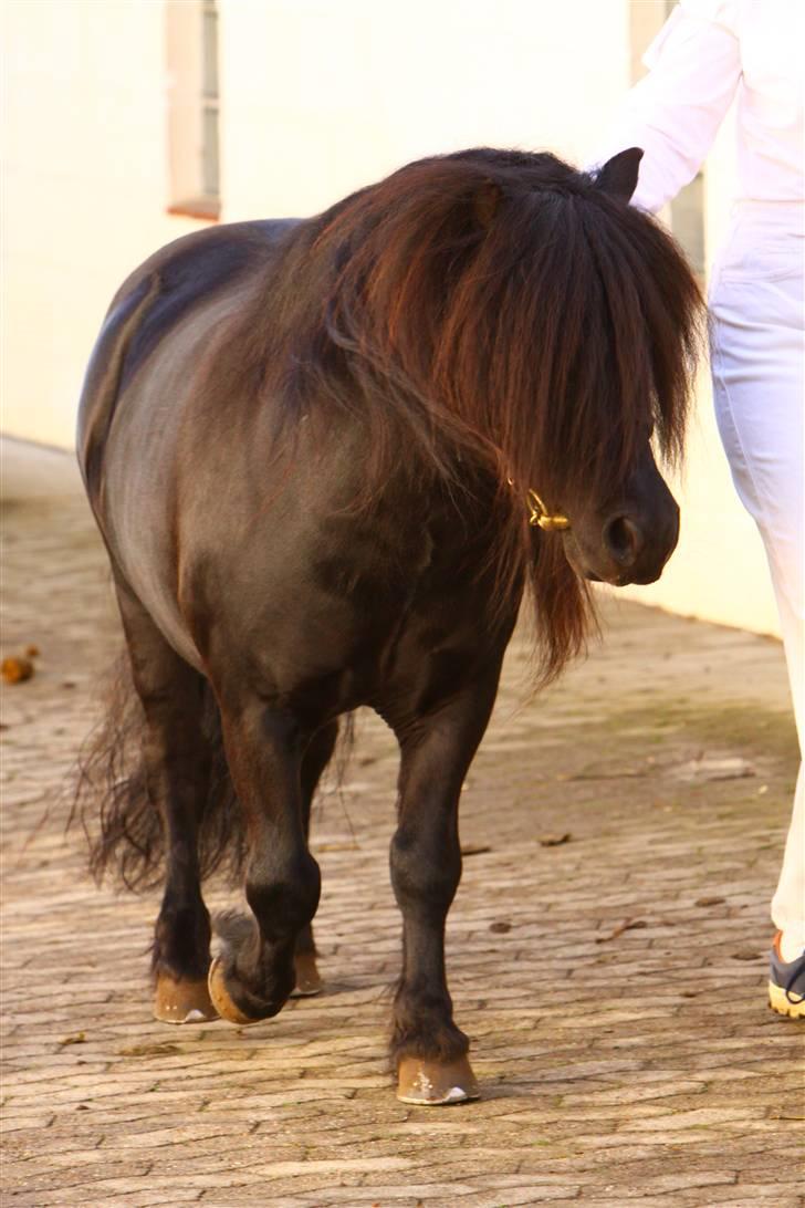 Shetlænder Søndergårds Mac - Mac på fast bund til kåring Foto: Lfoto.dk billede 18