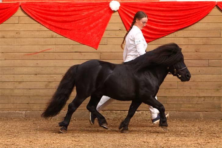 Shetlænder Søndergårds Mac - Mac i fin trav til kåring i maj 2009 Foto: Lfoto.dk billede 19