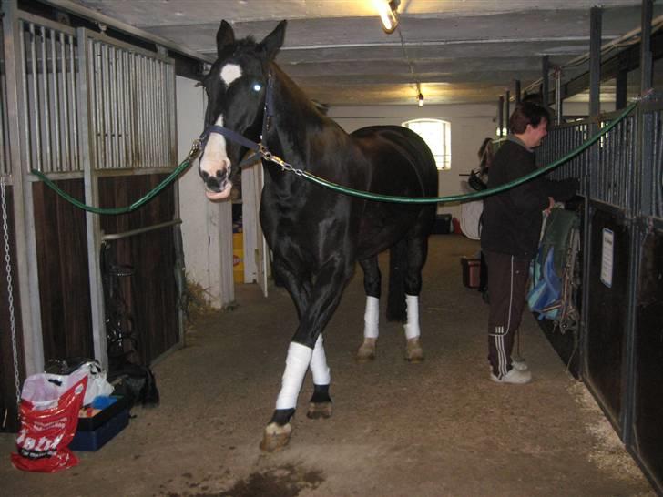 Anden særlig race Baloo R.i.P stjerne - ham selv oppe i stalden inden vi skal ned og ride... ved godt jeg kom til og tage bandagerne lidt for højt jo men rettede det inden vi kom ned til de andre...!! billede 14