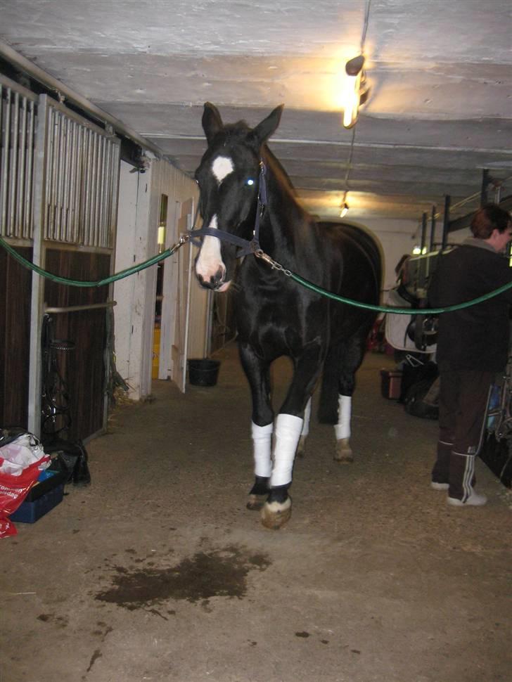 Anden særlig race Baloo R.i.P stjerne - baloo nu ikke være så fræk at tikke efter mad... hehe... ja ved godt det med bandagerne... du skal ikke kommenter det...!!! billede 15