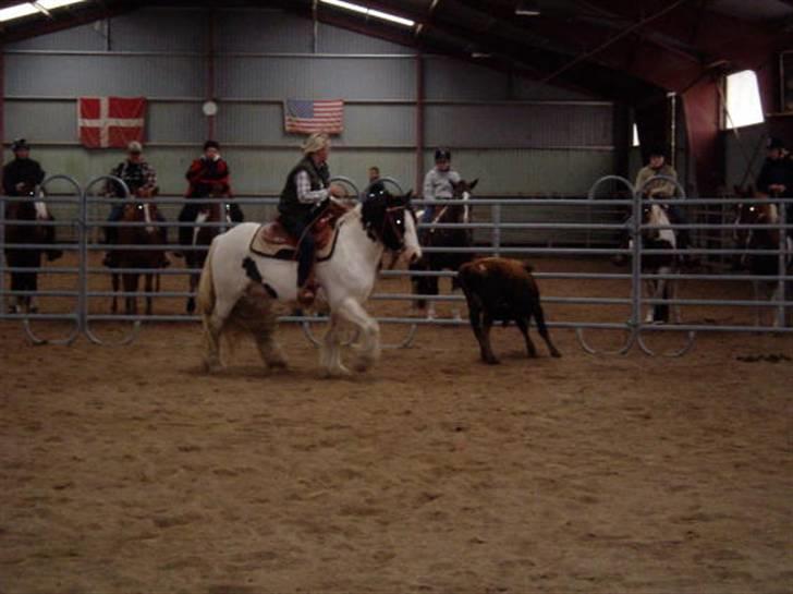 Irish Cob Whitey - Brian Kronborg Team sorting Clinic billede 11