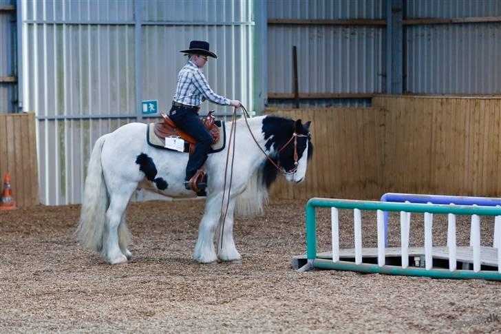 Irish Cob Whitey - WTC1. to go trail. billede 12