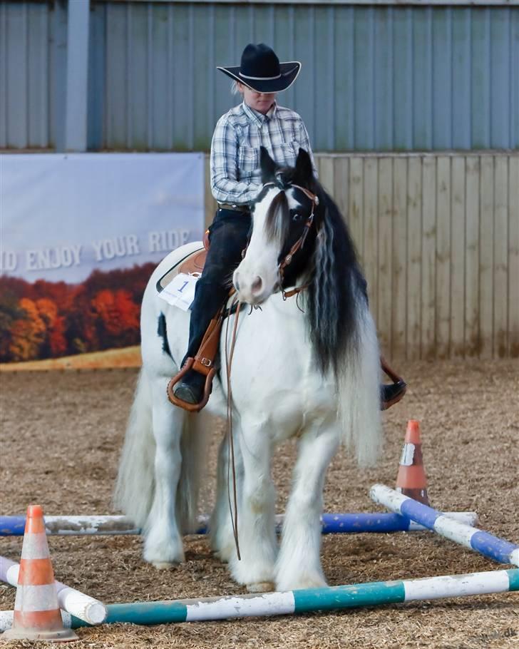 Irish Cob Whitey - WTC1 to go trail - firkanten billede 13