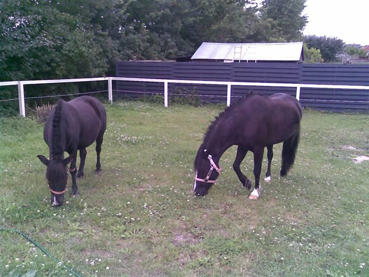 Anden særlig race Blackie - her gå jeg med min ven bella billede 5