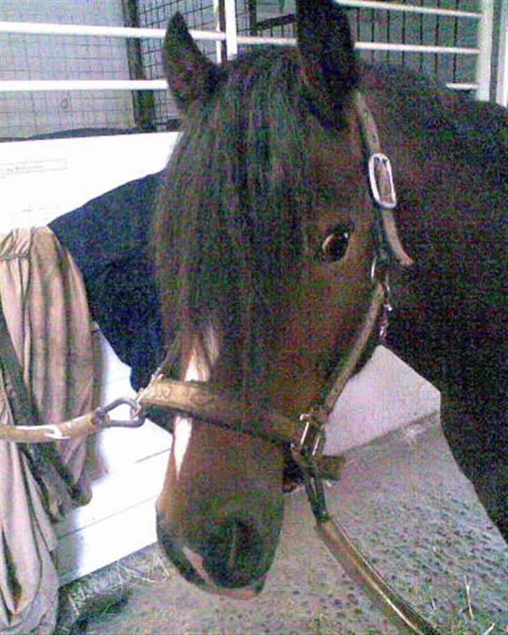 Welsh Pony af Cob-type (sec C) Gribsvads Laban billede 2