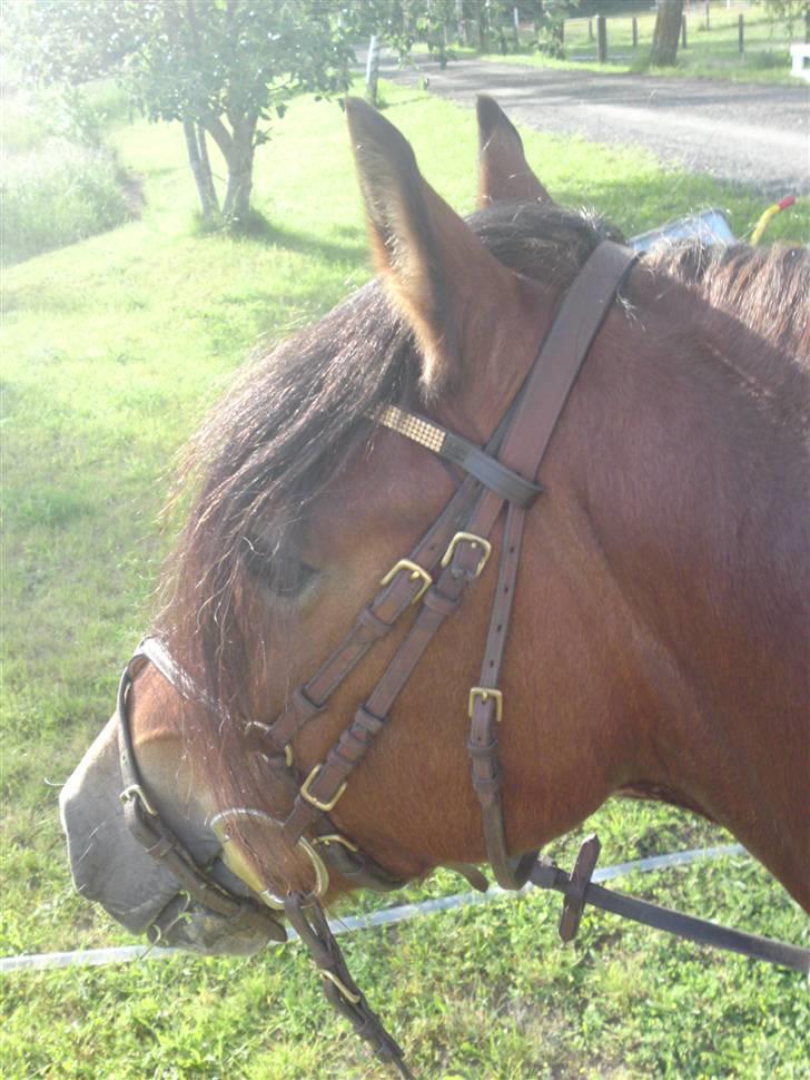 Welsh Pony af Cob-type (sec C) Gribsvads Laban billede 6