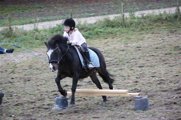 Anden særlig race Spitco - Springer billede 7