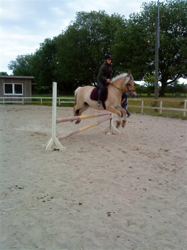 Fjordhest Bolette - Så springer vi x) Ikke Sååå højt, men vi springer da ;D. Fotograf: Min veninde Sille billede 9