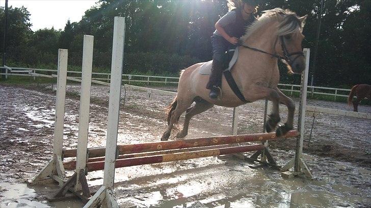 Fjordhest Bolette - Bobo og jeg :b Et af de sidste springbilleder tror jeg.. billede 13