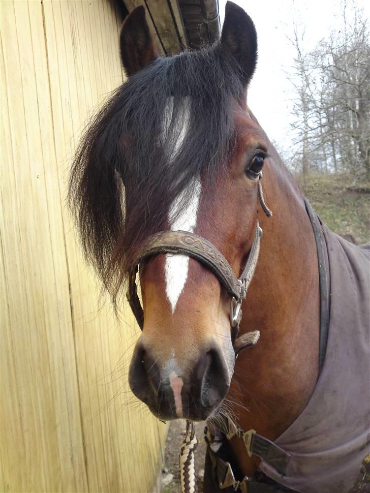Welsh Pony af Cob-type (sec C) Gribsvads Laban billede 7