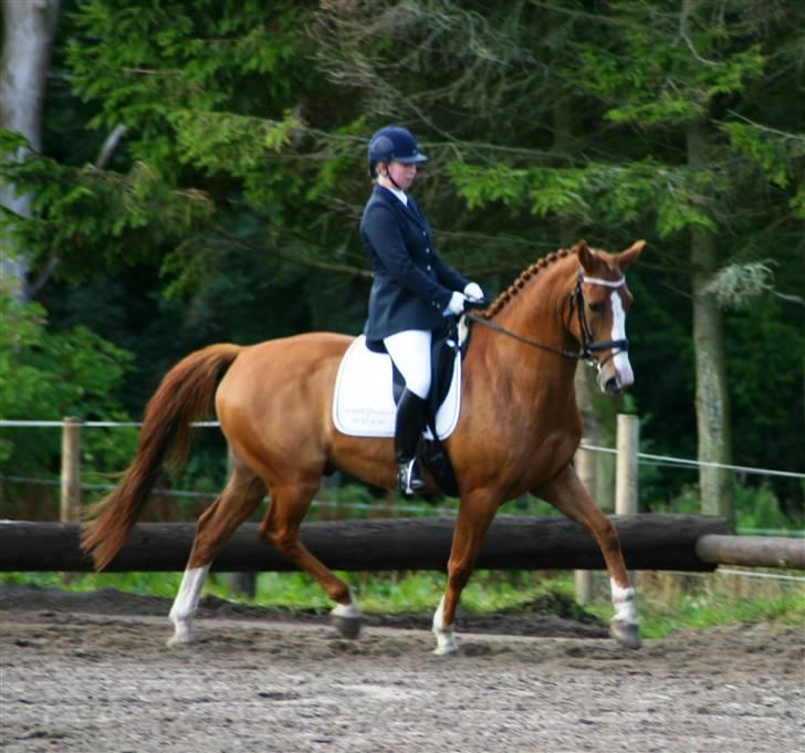 Dansk Varmblod Søndermarkens Fieldman - Fille og jeg til stævne i Ebberup sommerern 2009 LA4A billede 11