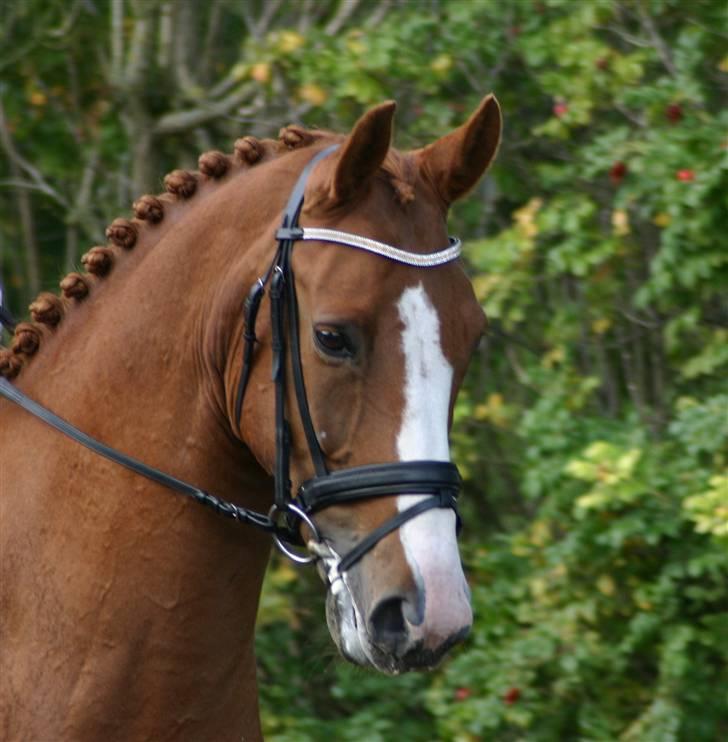 Dansk Varmblod Søndermarkens Fieldman - Min smukke Fille dreng. billede 2