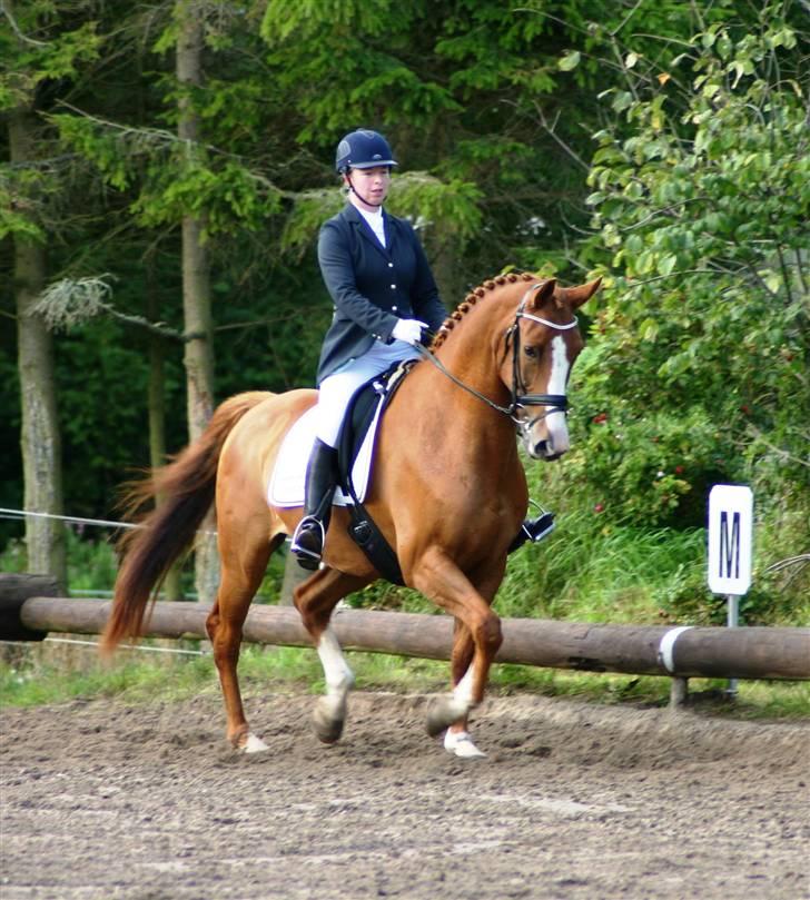 Dansk Varmblod Søndermarkens Fieldman - Klar parat start :o) billede 3