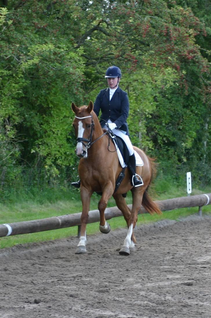 Dansk Varmblod Søndermarkens Fieldman - Middel gallop. Dygtig dreng :o) billede 4