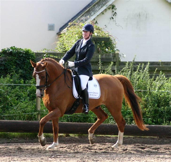 Dansk Varmblod Søndermarkens Fieldman - og her har jeg overskud til at smile til fotografen ;o) billede 5