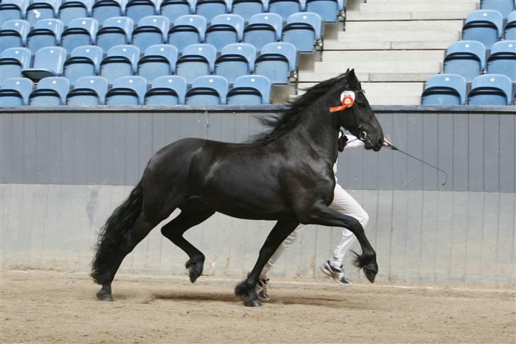 Frieser Tamara Ellemose - 1. pr. Ster til kåring 2009 billede 6