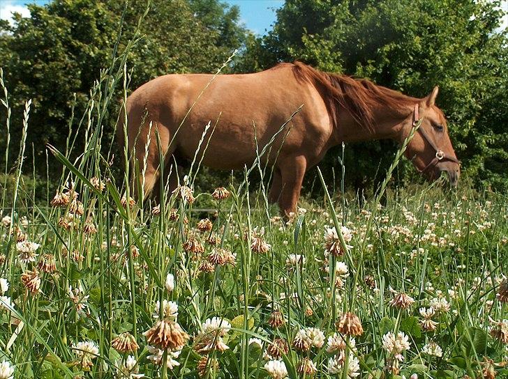 Anden særlig race Playboy billede 8