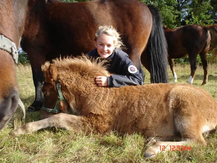 Islænder Saga fra Bundgaarden billede 3
