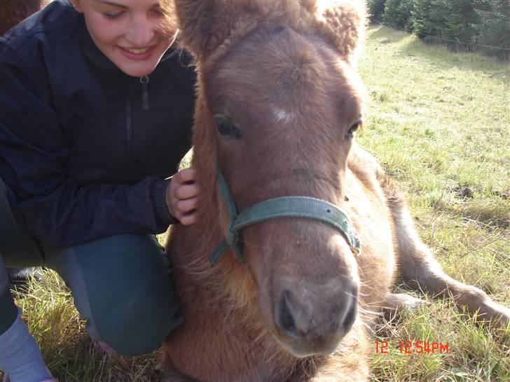 Islænder Saga fra Bundgaarden billede 16