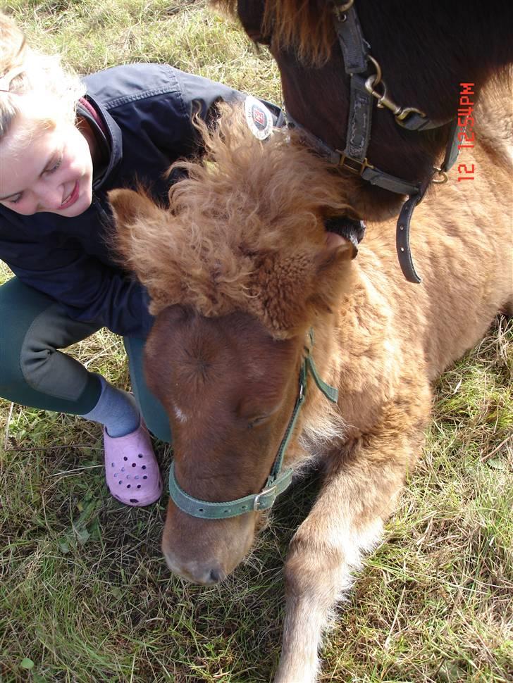 Islænder Saga fra Bundgaarden billede 17