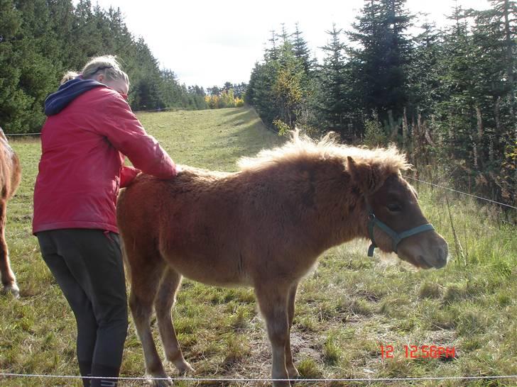 Islænder Saga fra Bundgaarden billede 18
