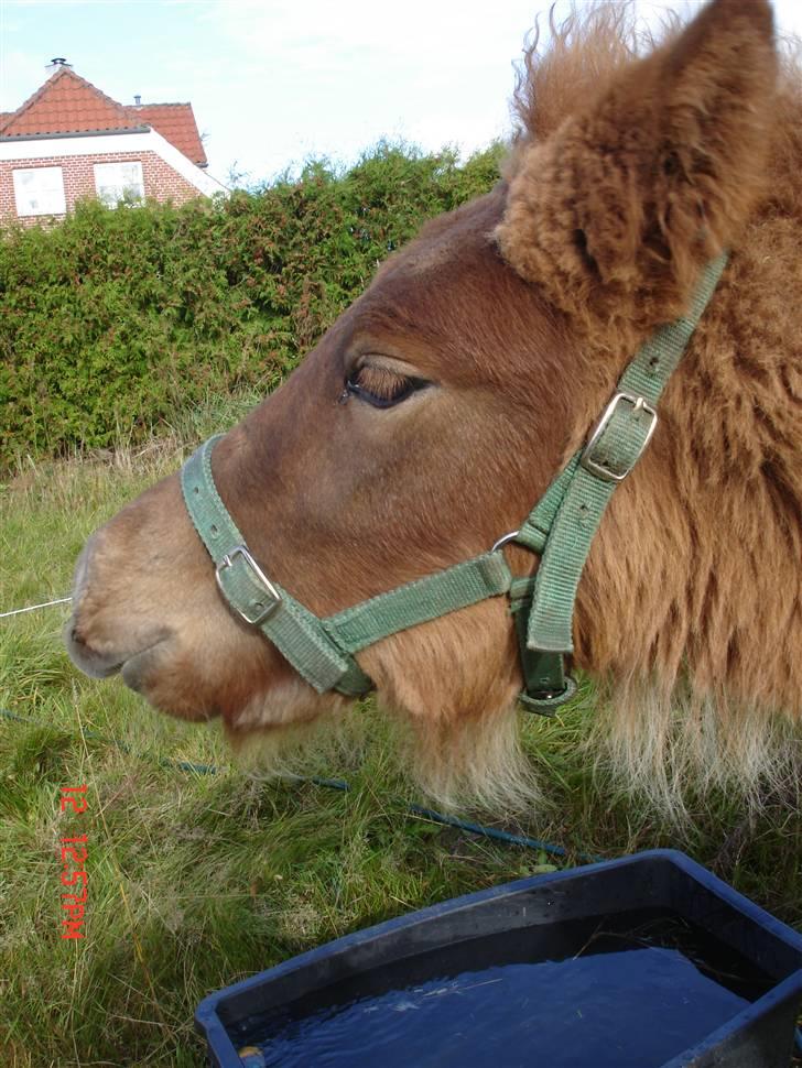 Islænder Saga fra Bundgaarden billede 19