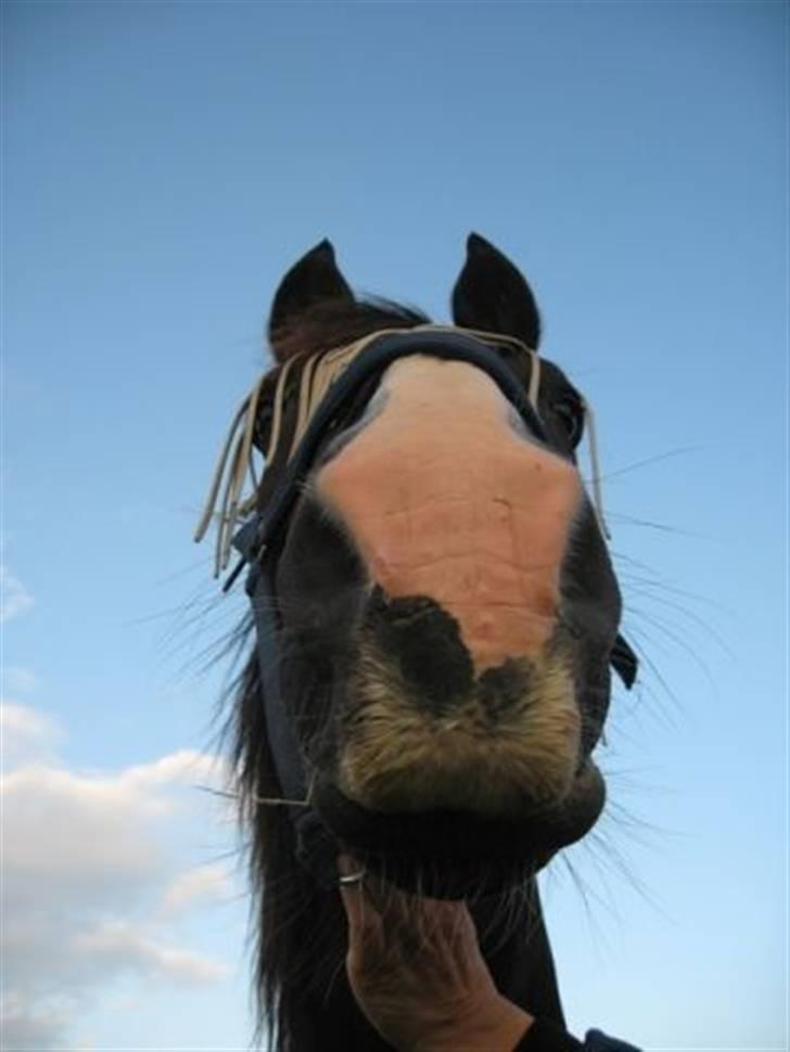 Oldenborg - Shadow  *BASSE. billede 3