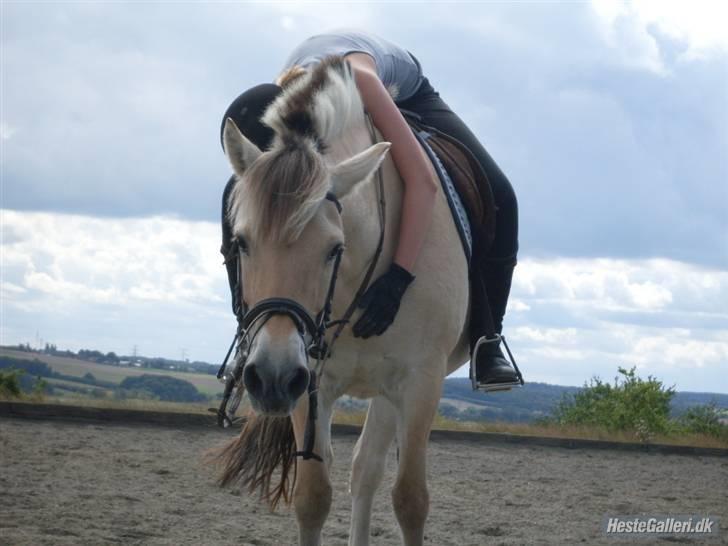 Fjordhest Isabella <3 - Hvad sker der???<333333333333 godt med et lille kram(eller stort)=) billede 5