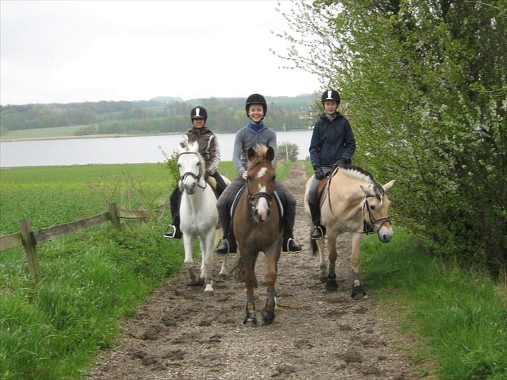 Fjordhest Isabella <3 - Mig og Freja og Marvin(min mand xD) og Shermin og Maria og Bilano billede 7