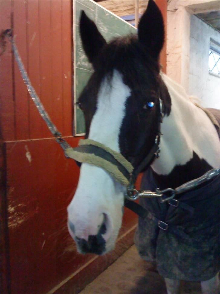Pinto Tågerups Gipsy.Gml. part - Velkommen til den dejligste HOPPE i verden ! (: <3 billede 1