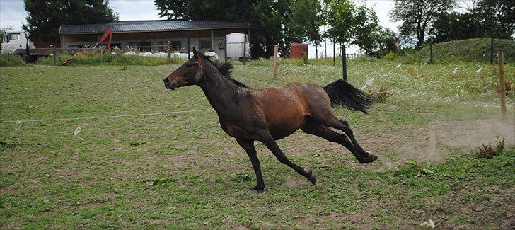 DSP King *rider ikke mere* - Jordetur :D billede 16