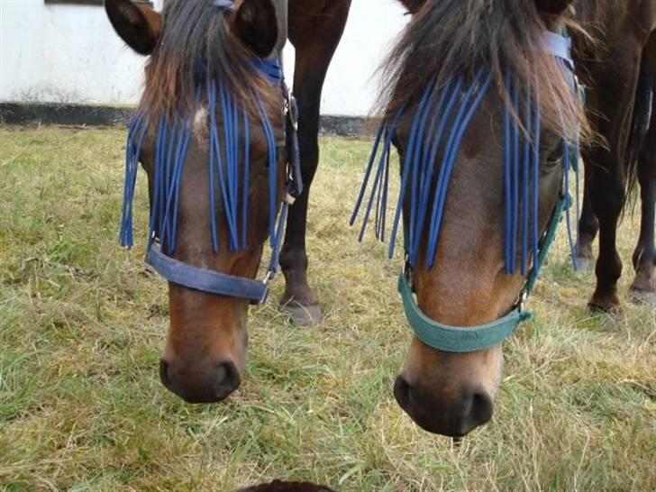 DSP King *rider ikke mere* - Næsten som to dråber vand.. De er jo kun halvbrødre (: King med den BLÅ grime xD billede 17