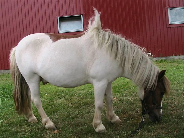 Anden særlig race Kvik  billede 11