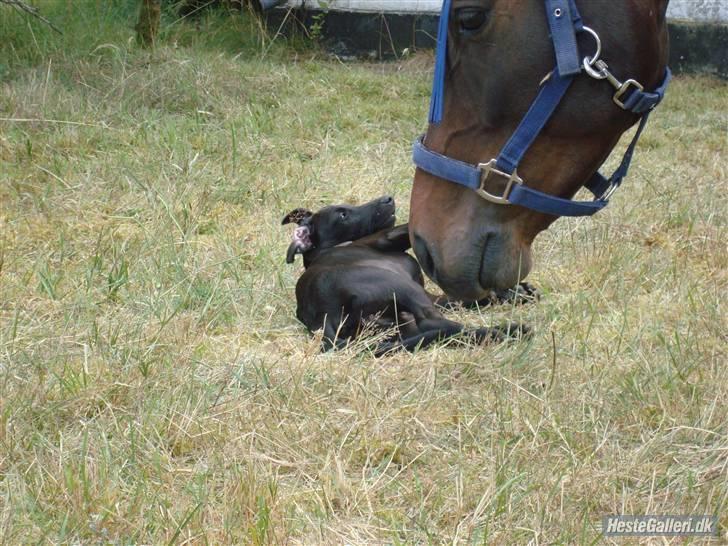 DSP King *rider ikke mere* - King er en lille drillepind :D billede 18