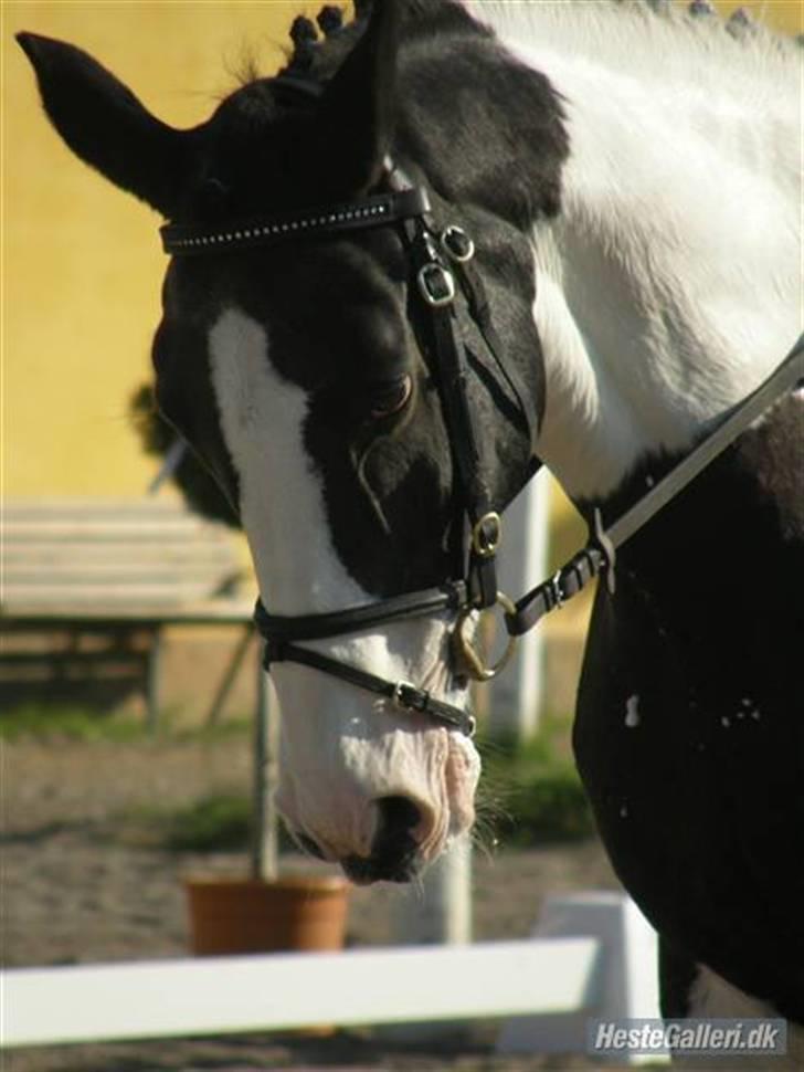 Pinto Tågerups Gipsy.Gml. part - Sarah Olesen (tidl. part) der rider hende (: , hun er så smuk!!<3<3 billede 4