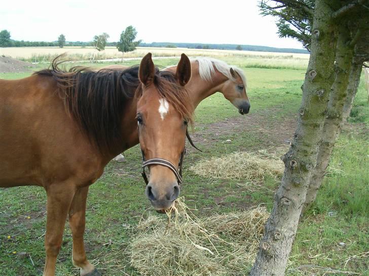 Anden særlig race spirit billede 2