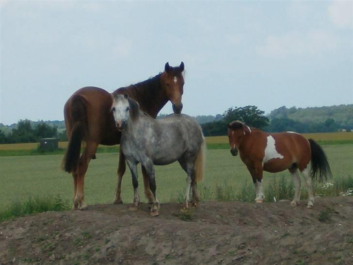 Anden særlig race spirit billede 3