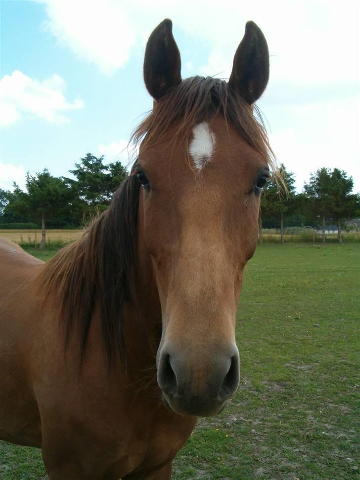 Anden særlig race spirit billede 4