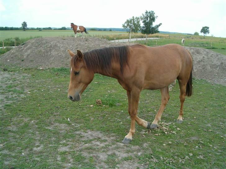 Anden særlig race spirit billede 5
