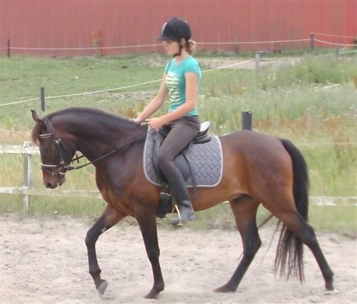 DSP King *rider ikke mere* - Han er stadig lidt svær at runde venstre. Defor kommer han på forparten og glemmer lidt bagparten. Men han er jo kun 4 år! <3333 billede 19