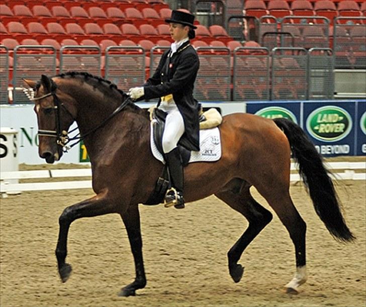 Dansk Varmblod Classy Dame - Classy´s far Le Mont-H ( billede fra 2008) billede 20