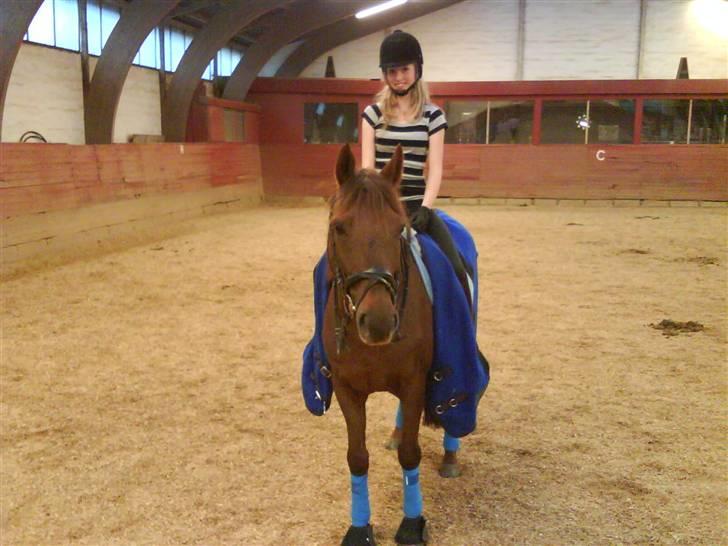 Anden særlig race Malibu - lille bøllemis. {L} billede 7